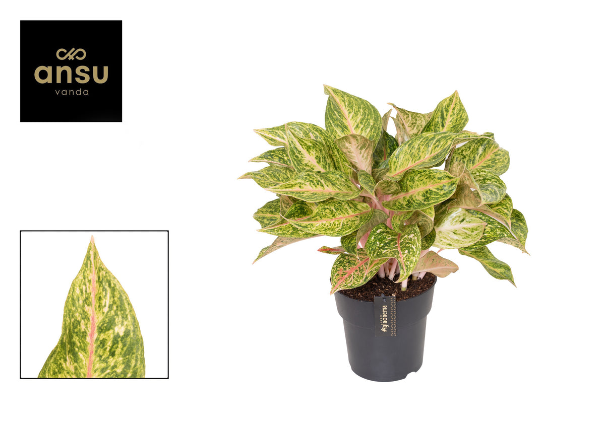 Aglaonema Hybrid 50cm 19cm Pot