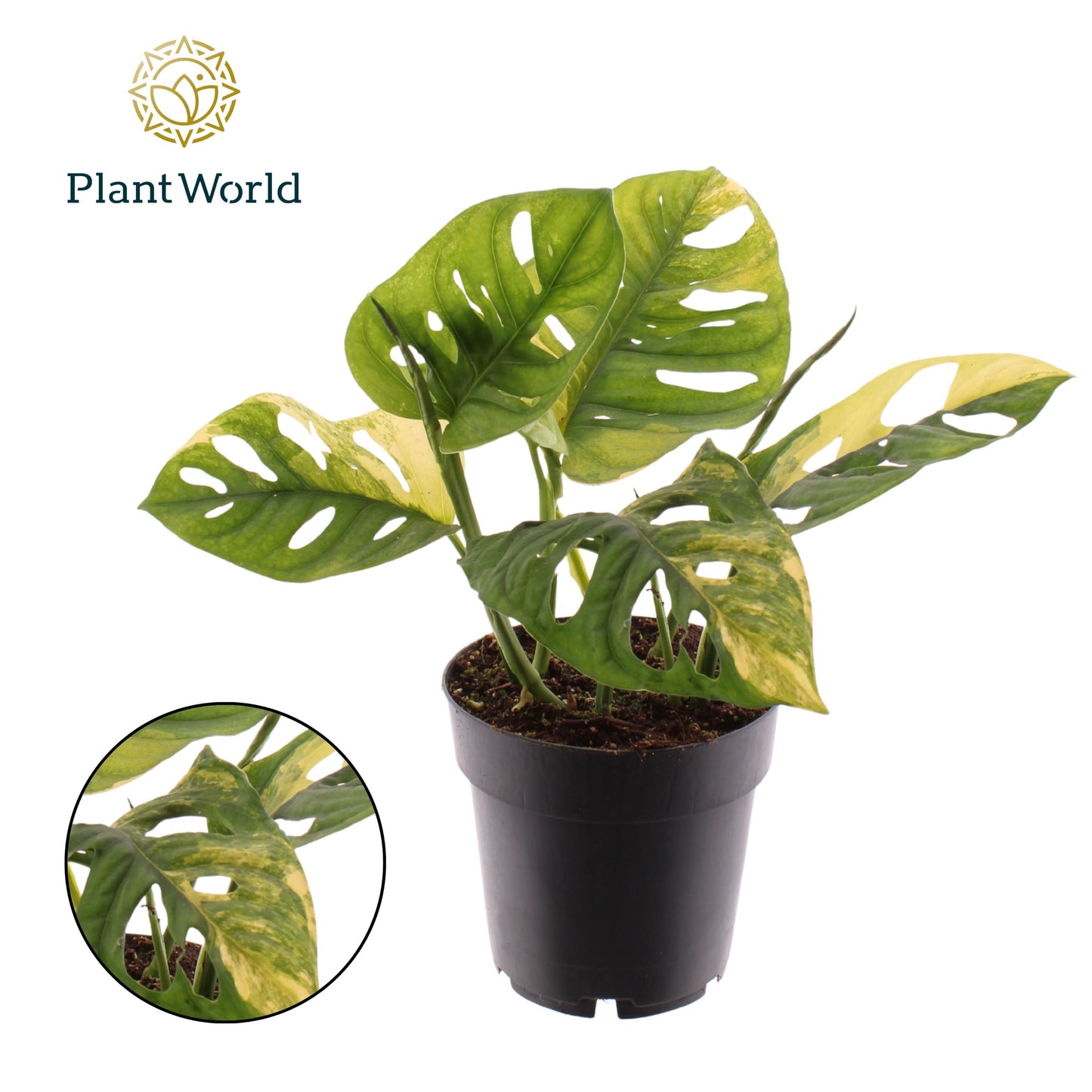 Monstera adansonii Aurea 30cm 14cm Pot