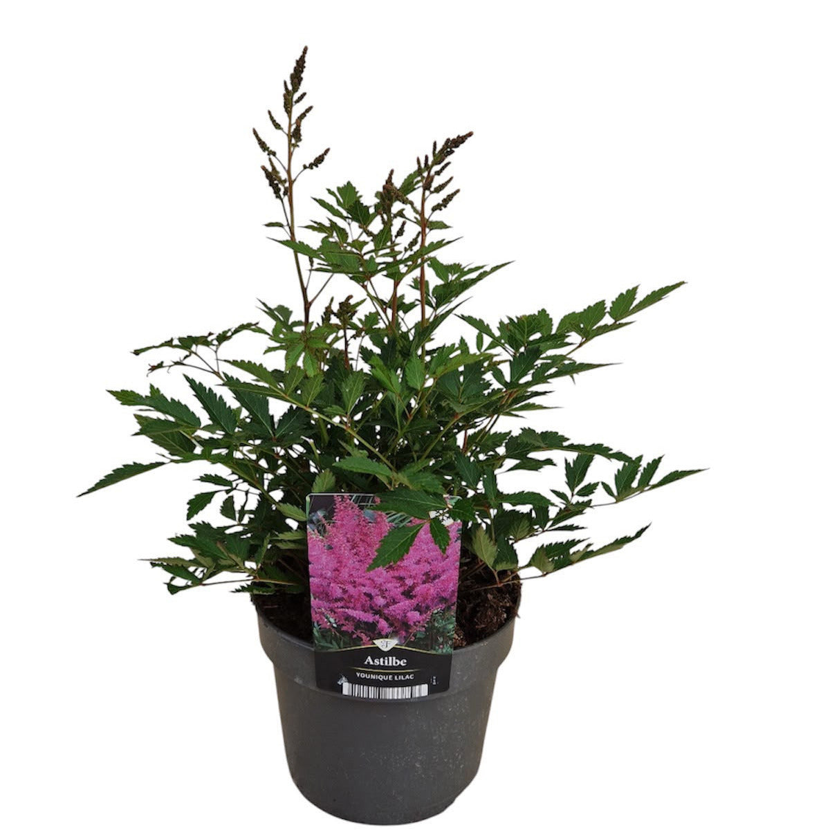 Florizon Plants Astilbe Younique Lilac Pack of 6