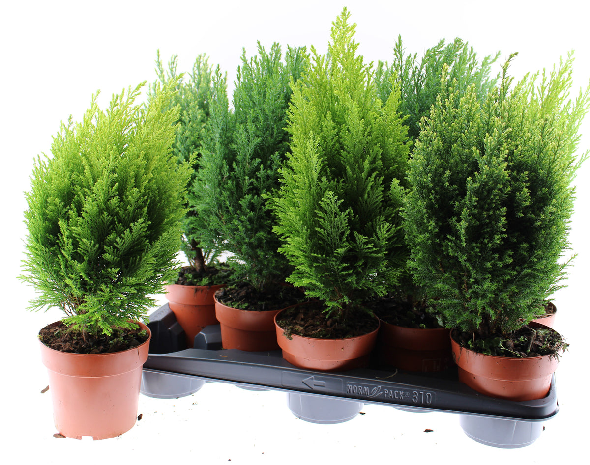 Conifer mix 45cm 13cm Pot