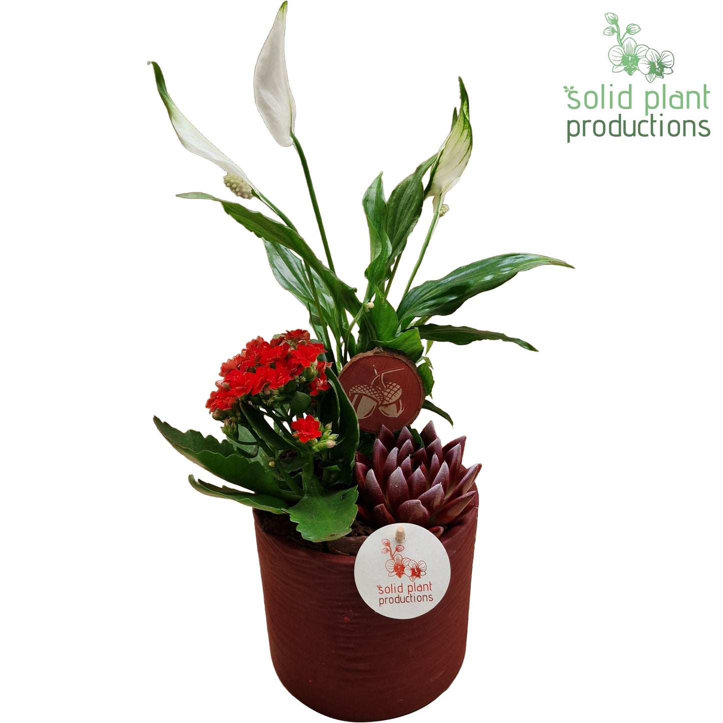 SE001 Amy Red Echeveria 35cm 13cm Pot