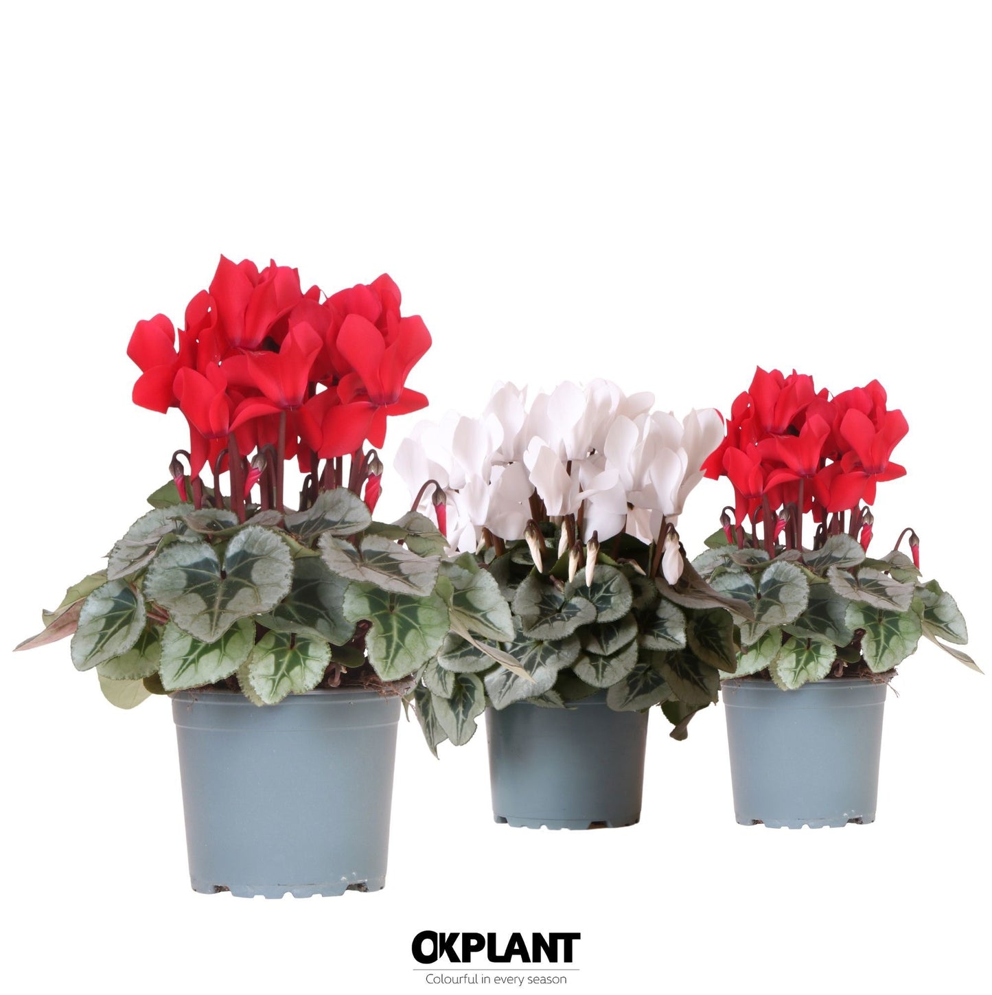 Cyclamen Rembrandt 26cm 12cm Pot