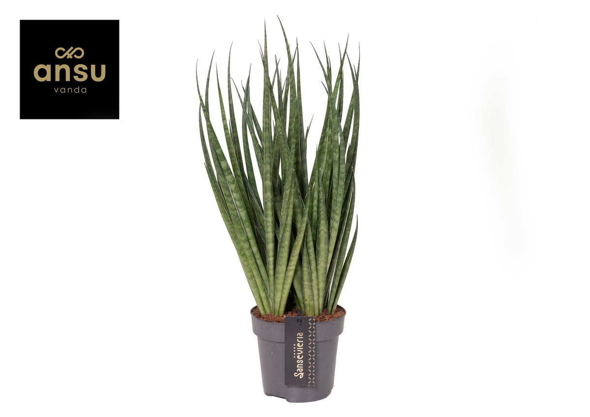 Sansevieria cylindrica 35cm 12cm Pot