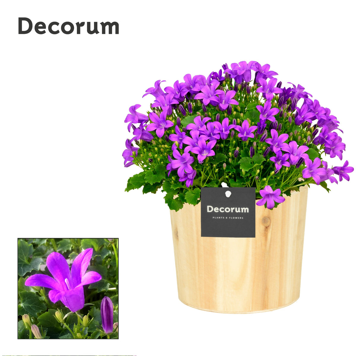 Campanula Porto 17cm 14cm Pot