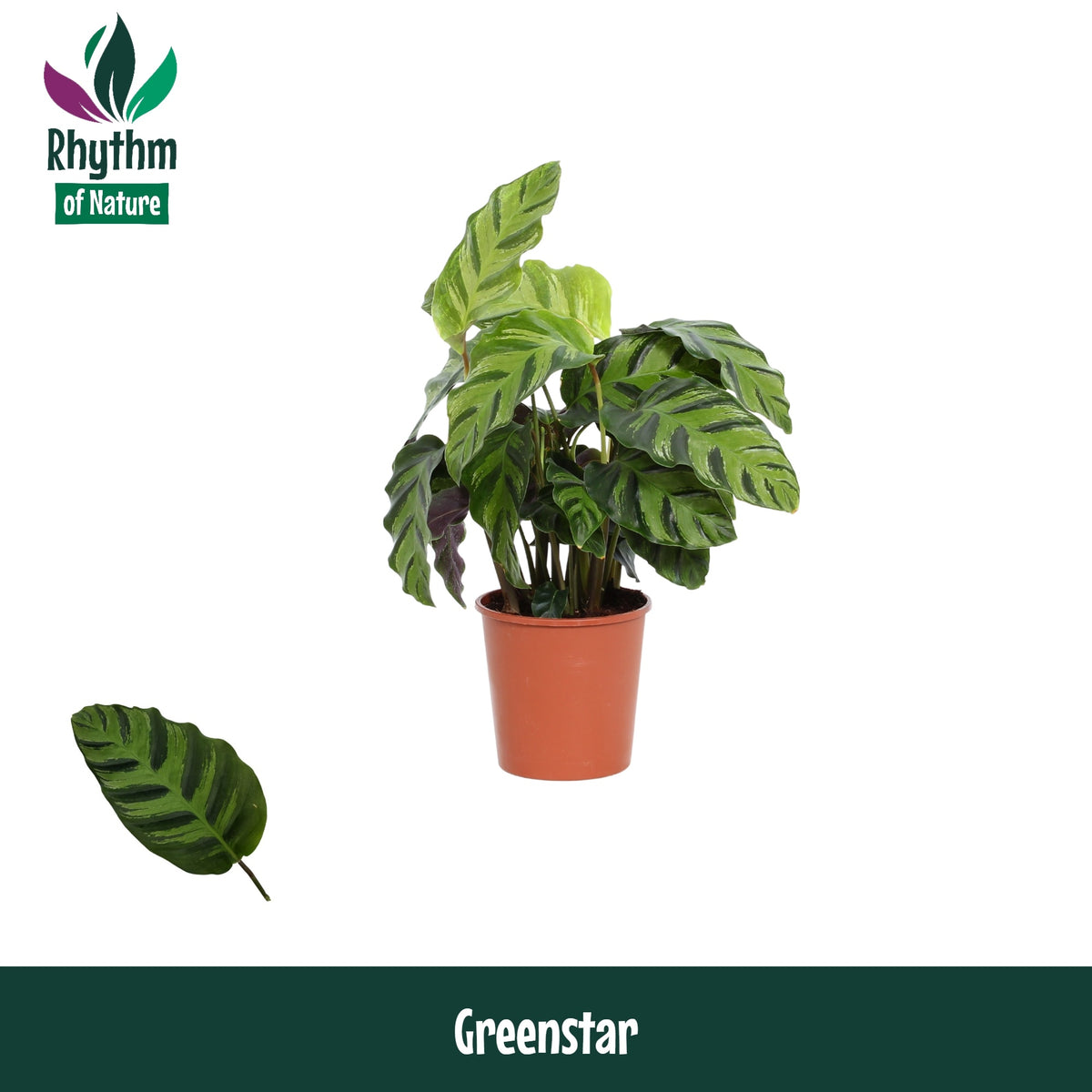 Calathea Greenstar 40cm 12cm Pot