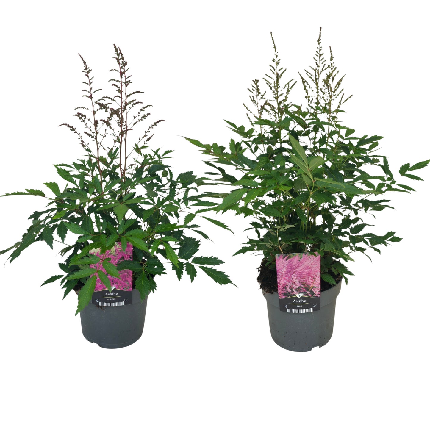 Astilbe Hybrid 50cm 17cm Pot