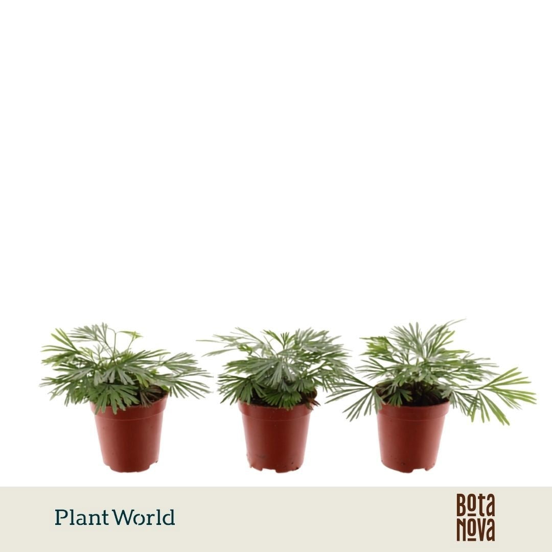 Plantworld Jogrow Actiniopteris australis Pack of 20