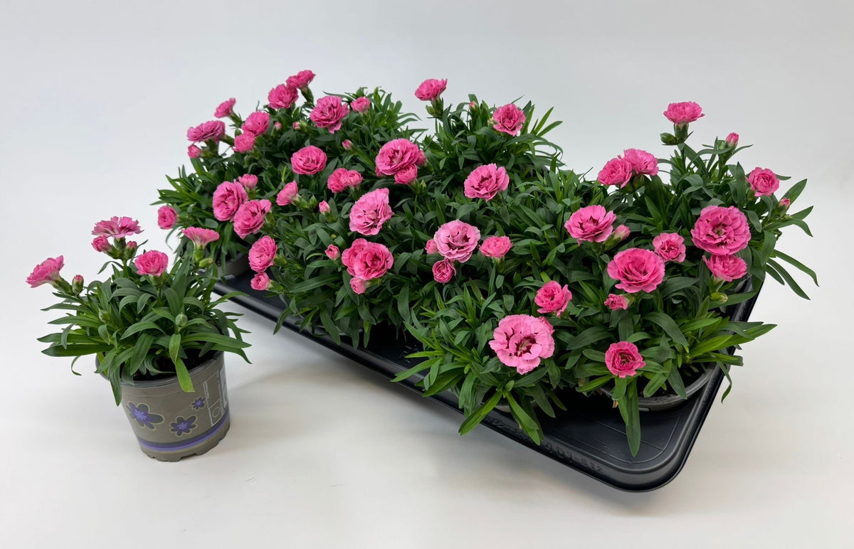 Dianthus Oscar Pink and Purple 22cm 11cm Pot