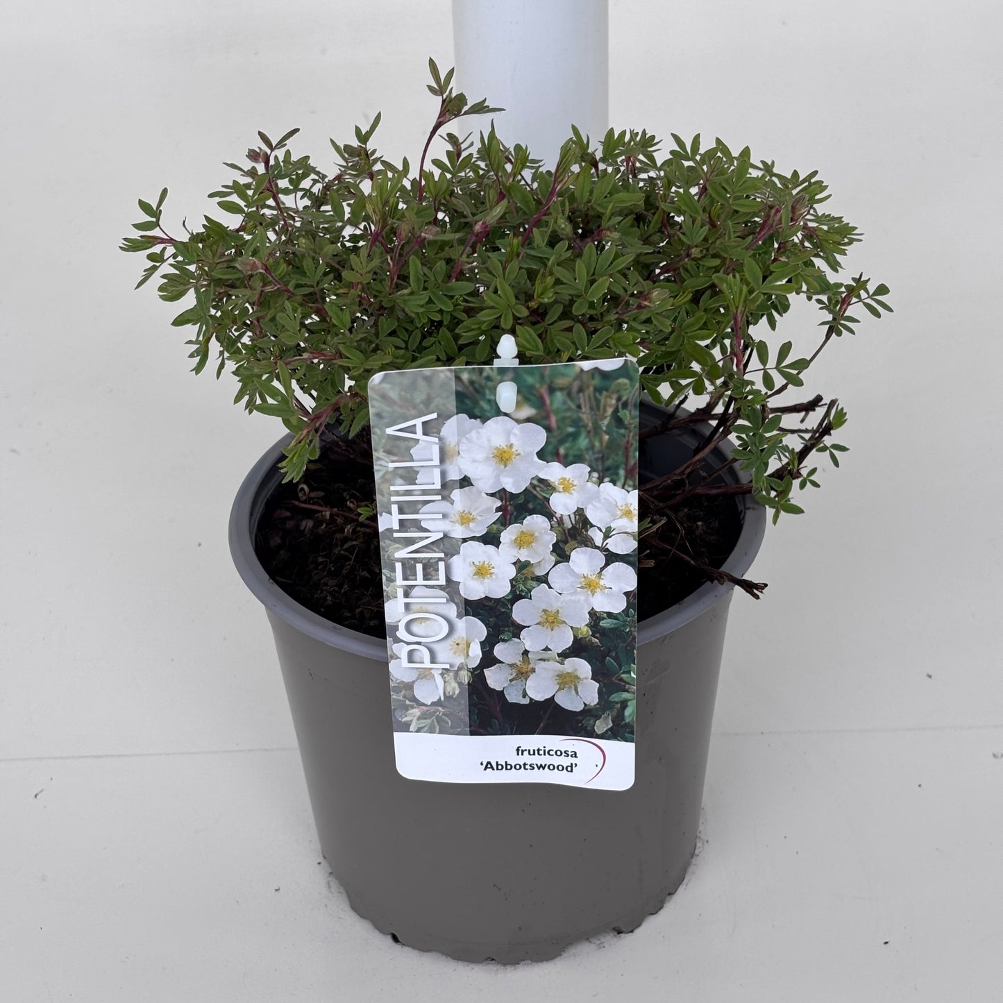 Potentilla frut. Abbotswood 20cm 19cm Pot