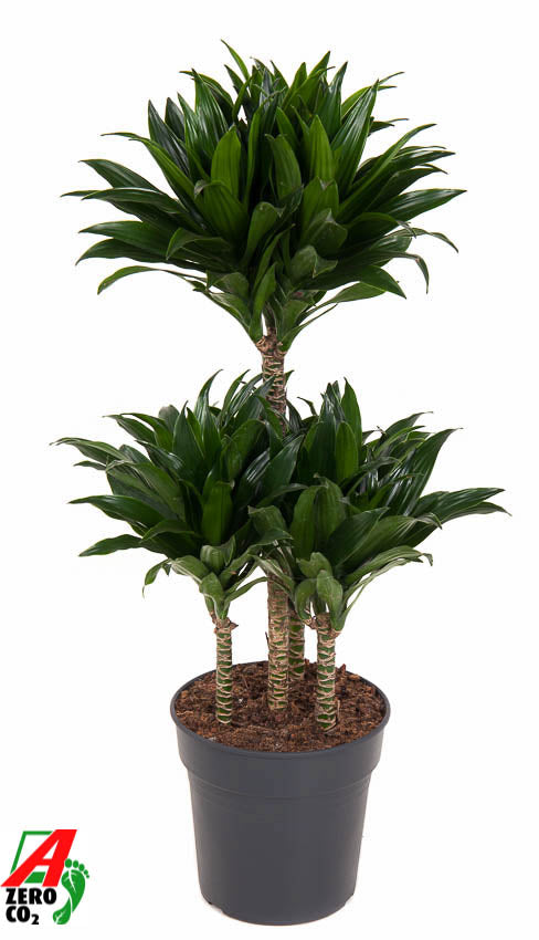 Dracaena fragrans Compacta 80cm 21cm Pot