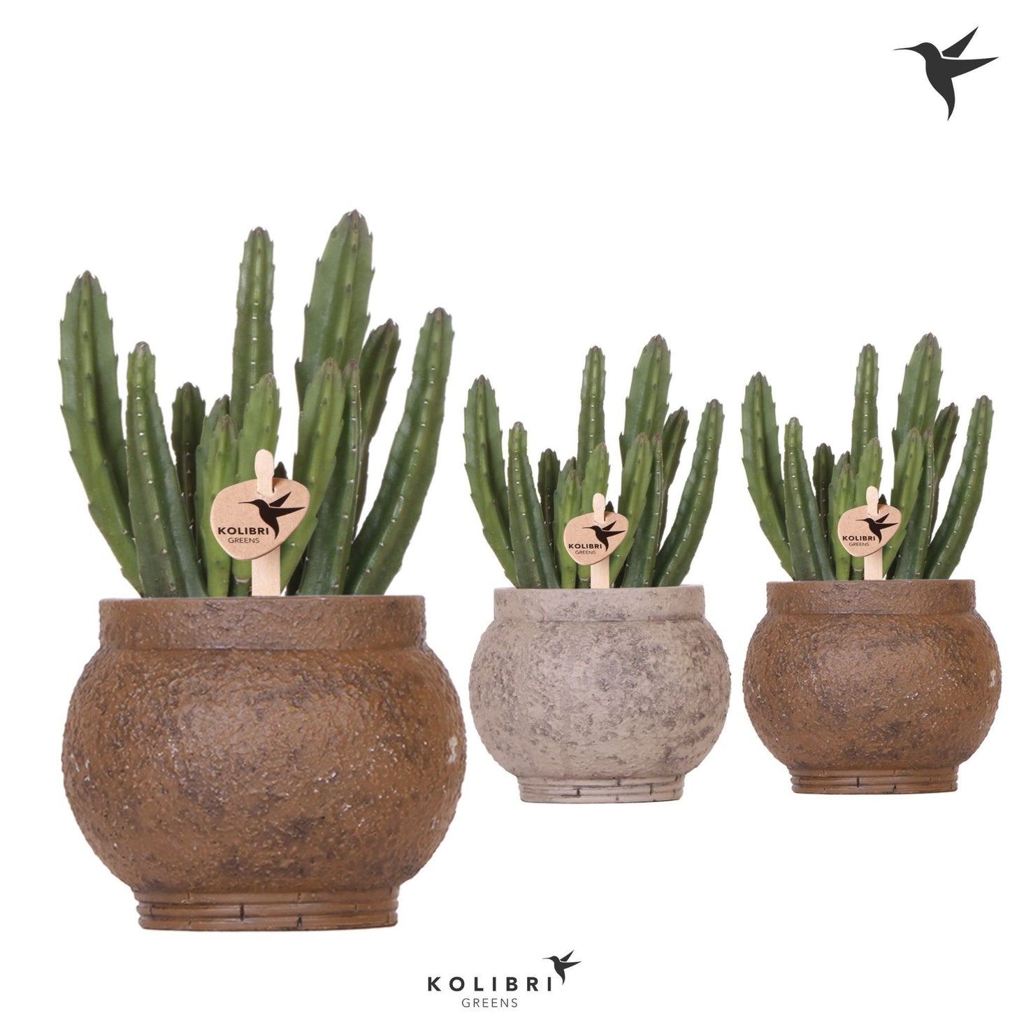 Stapelia leendertziae 24cm 9cm Pot
