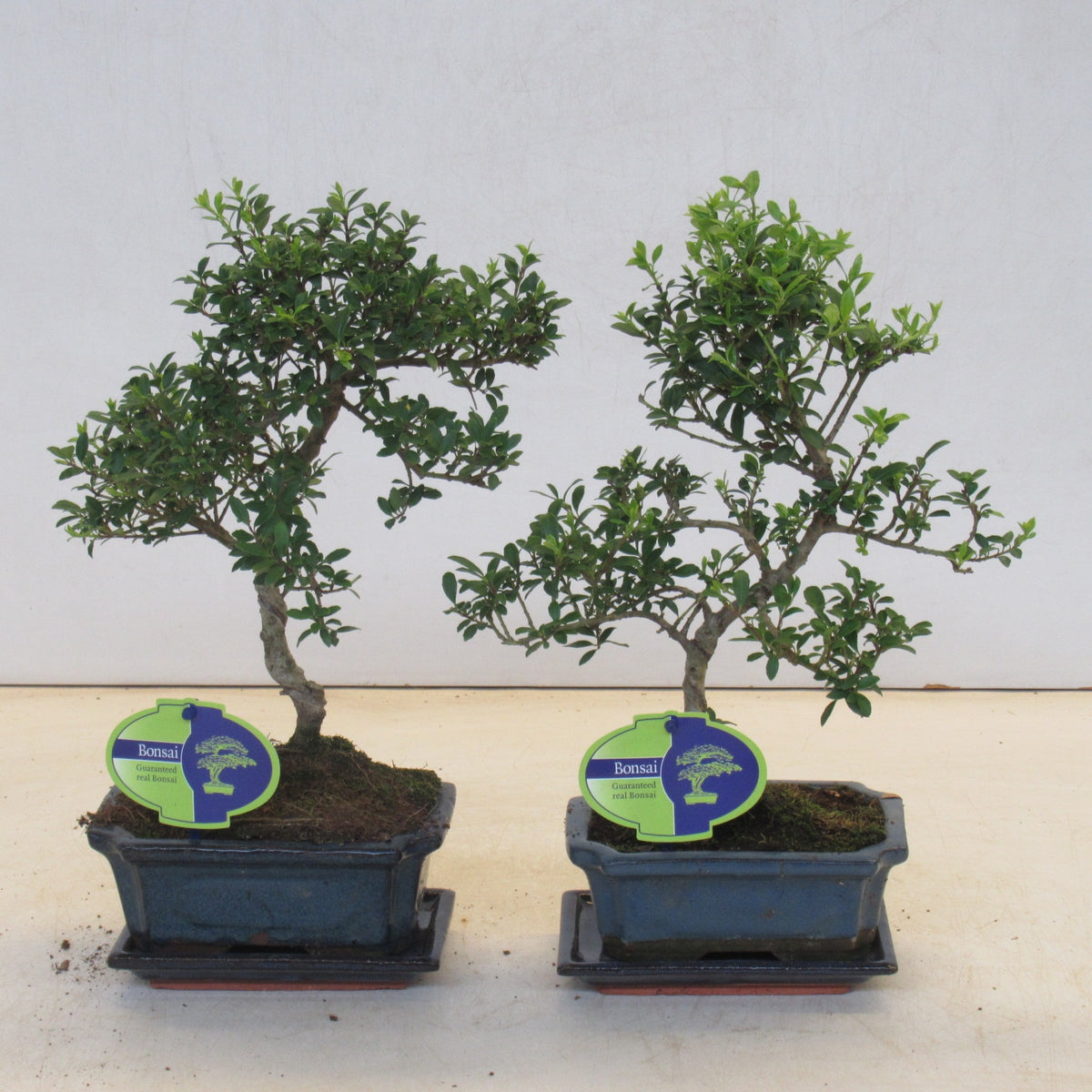 Ilex crenata 25cm 15cm Pot