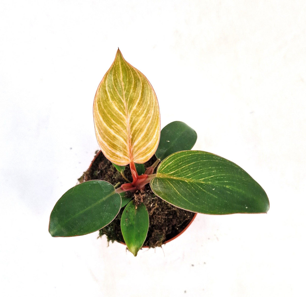 Philodendron scandens 10cm 7cm Pot