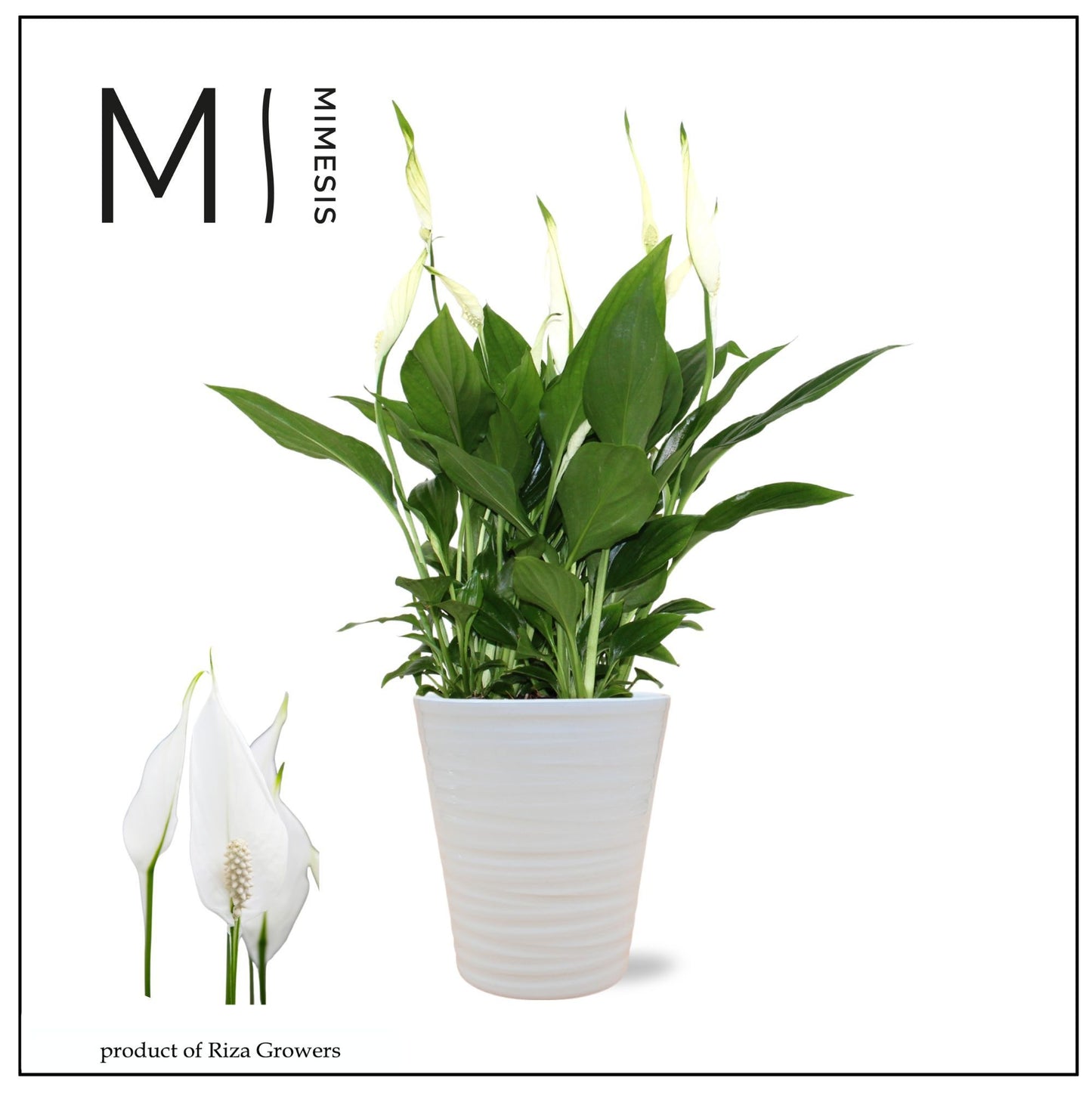 Spathiphyllum Bellini (+ drp.Wave) 40cm 13cm Pot