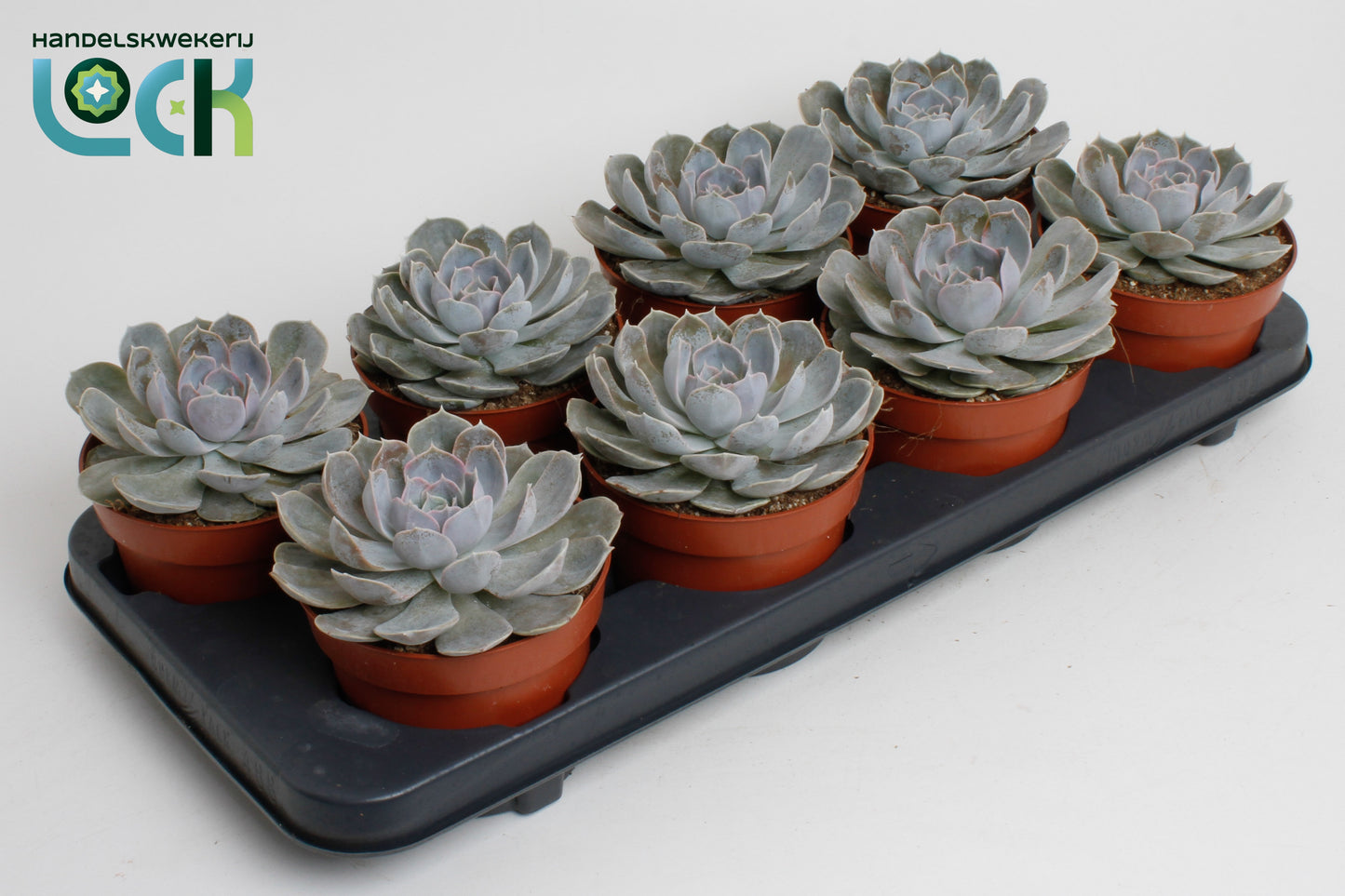 Echeveria setosa 12cm 12cm Pot