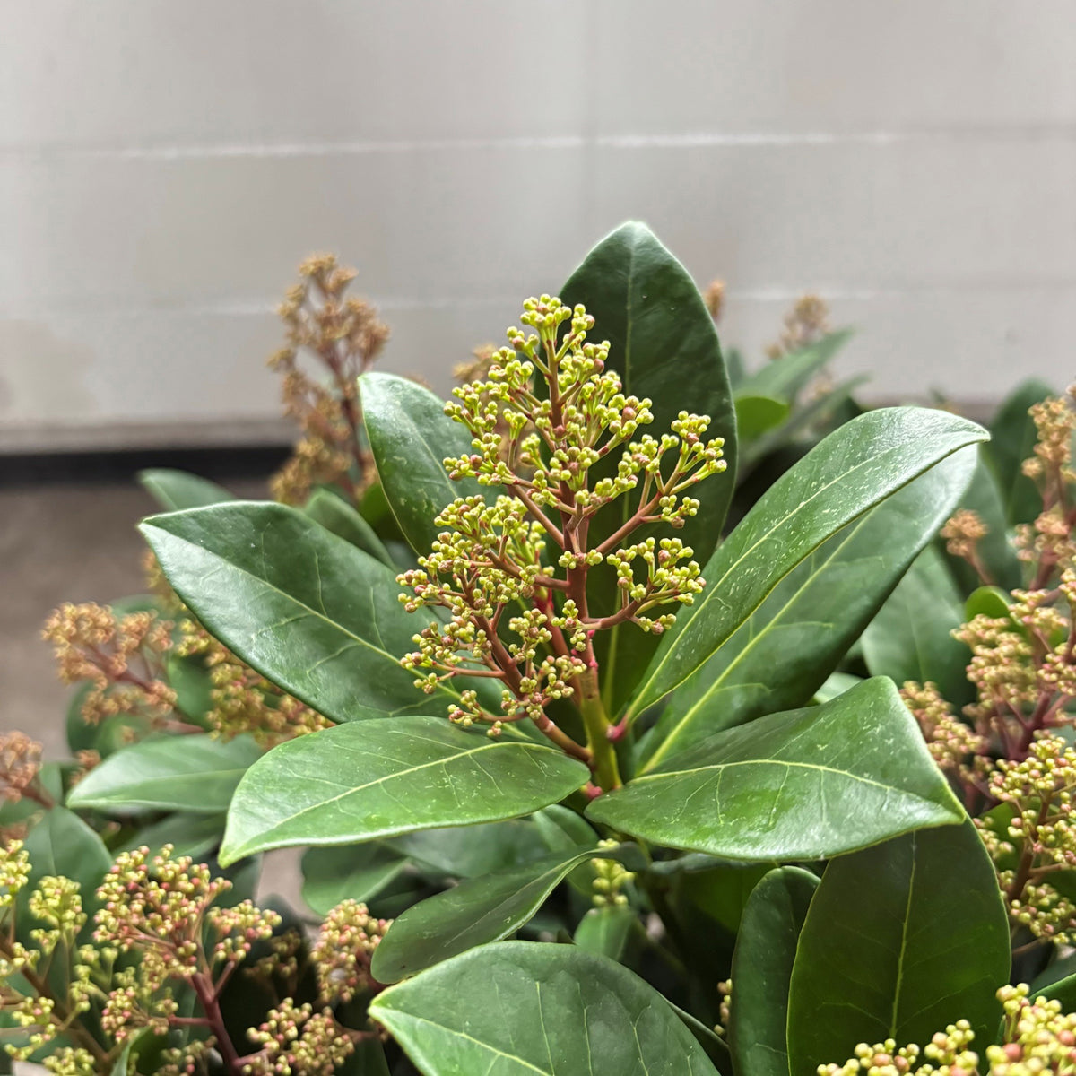 Skimmia japonica Intense 50cm 19cm Pot