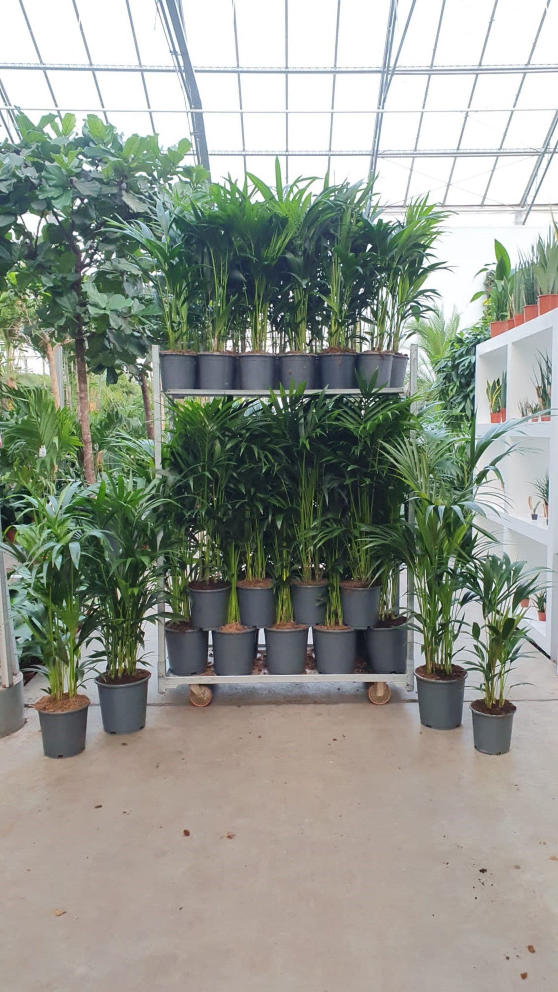 Howea forsteriana 999cm 999cm Pot