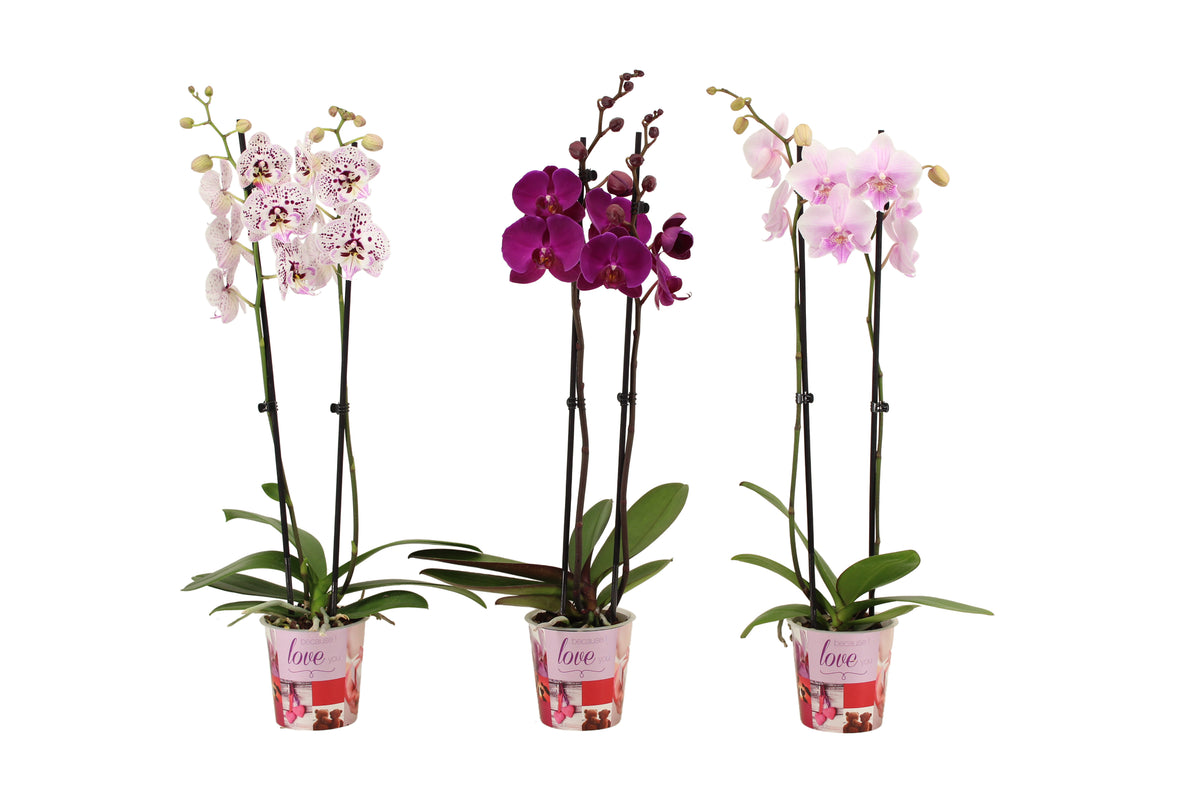 Phalaenopsis mix 60cm 12cm Pot