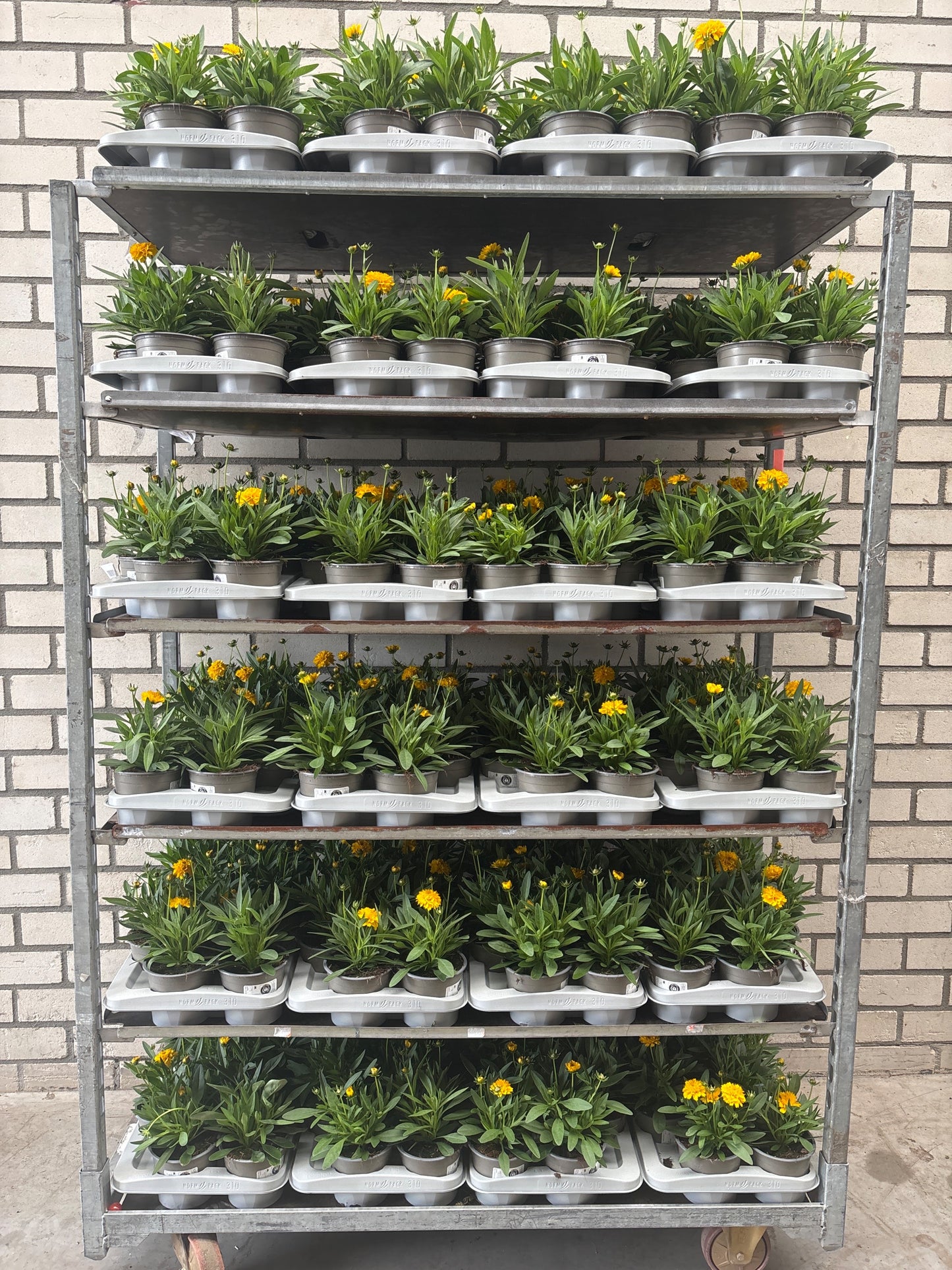 Coreopsis gran. Solena 25cm 13cm Pot