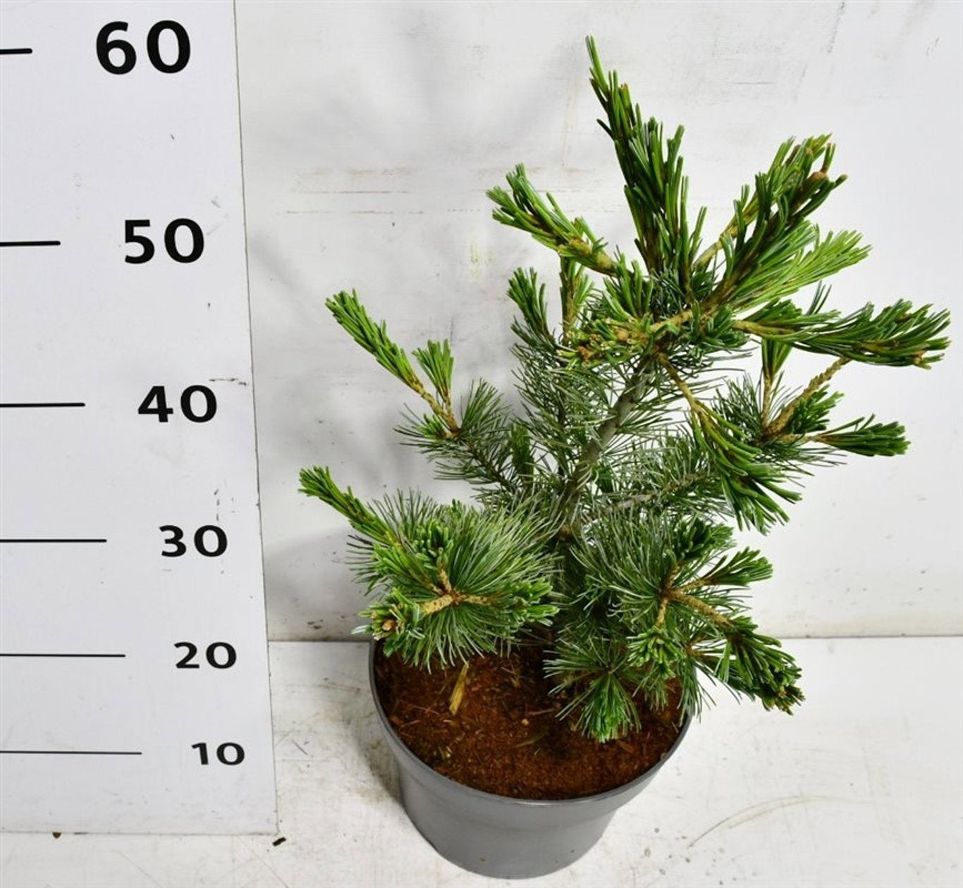 Pinus par. Negishi 60cm 23cm Pot