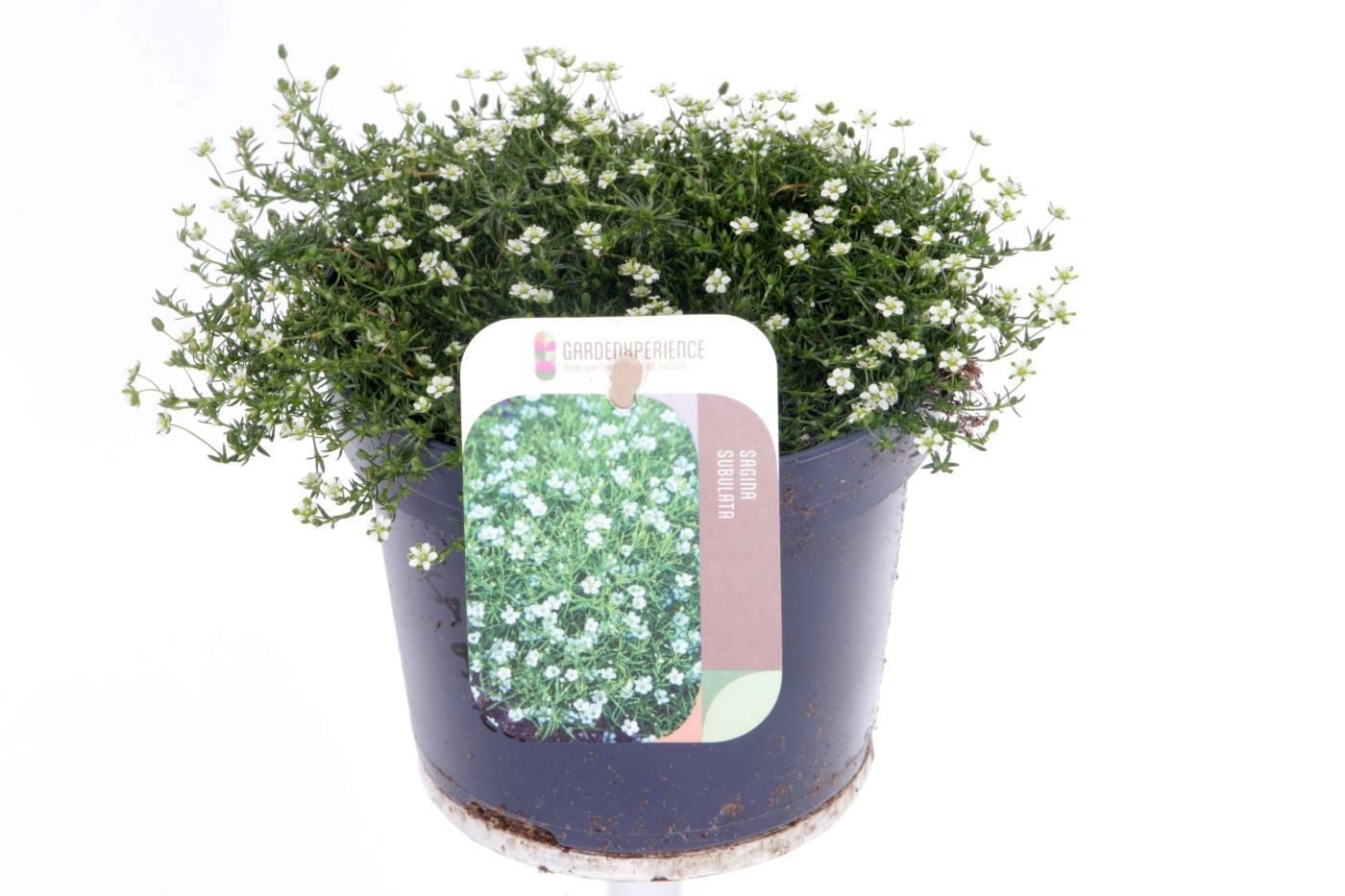 Sagina subulata 15cm 13cm Pot