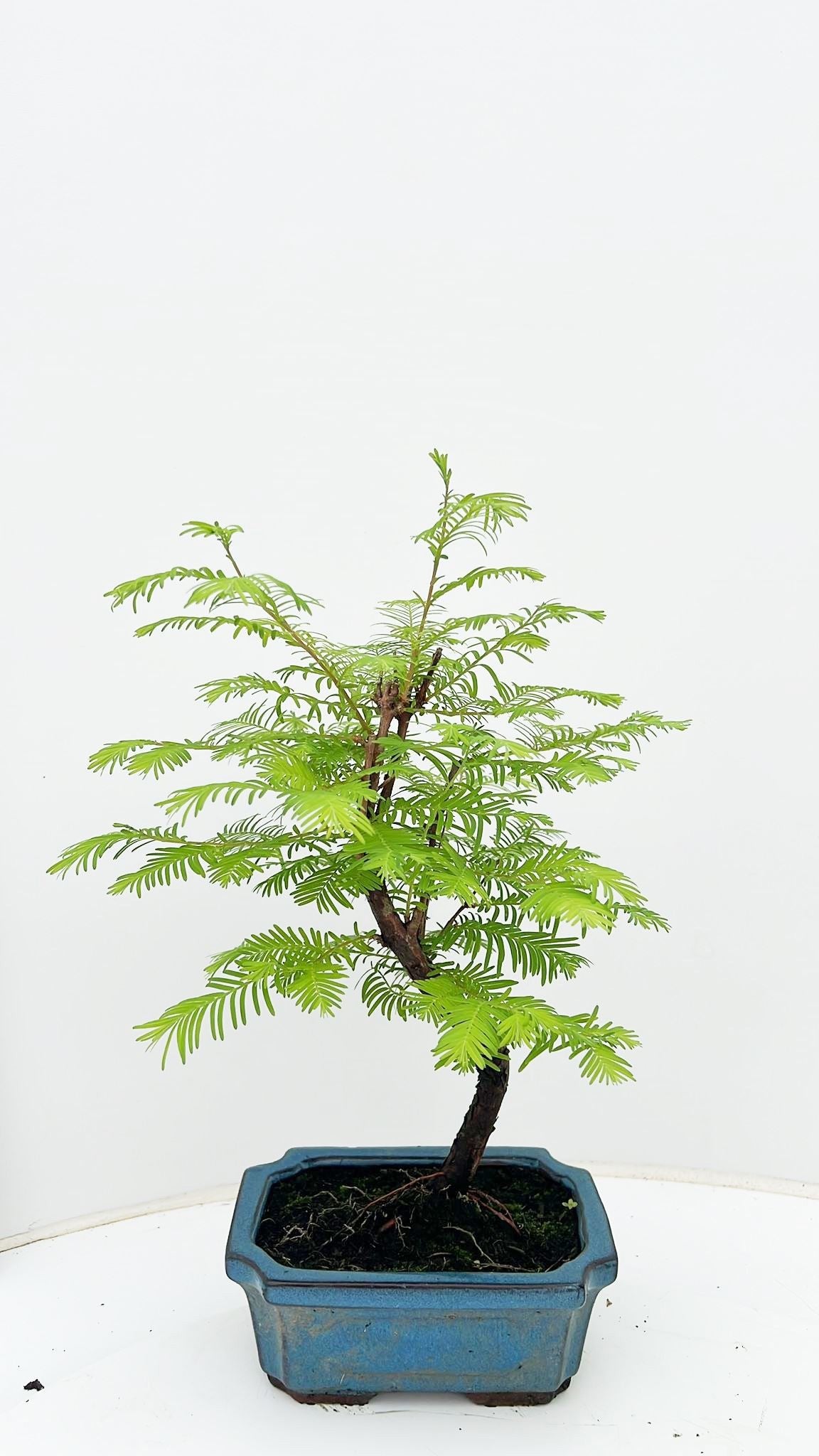 Lodder Bonsai BV Pseudolarix amabilis Pack of 8