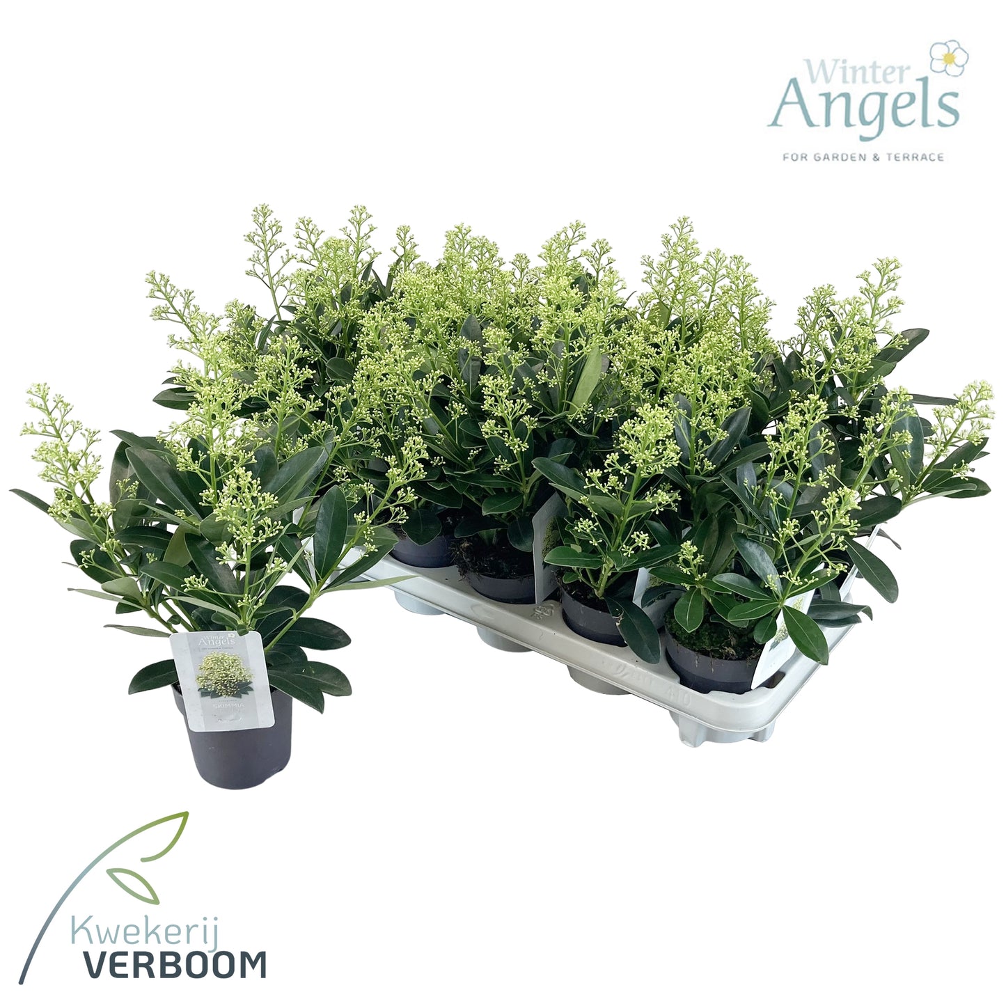 Skimmia japonica Finchy 40cm 10.5cm Pot