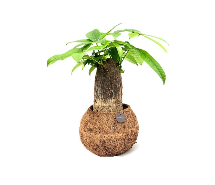 Foliage houseplants mix 30cm 17cm Pot