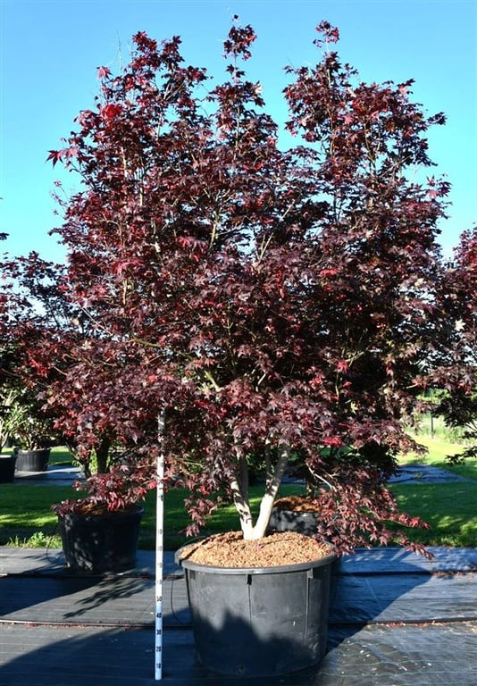 Bloemenkampen BV, Hkw. de Acer Bloodgood Pack of 1