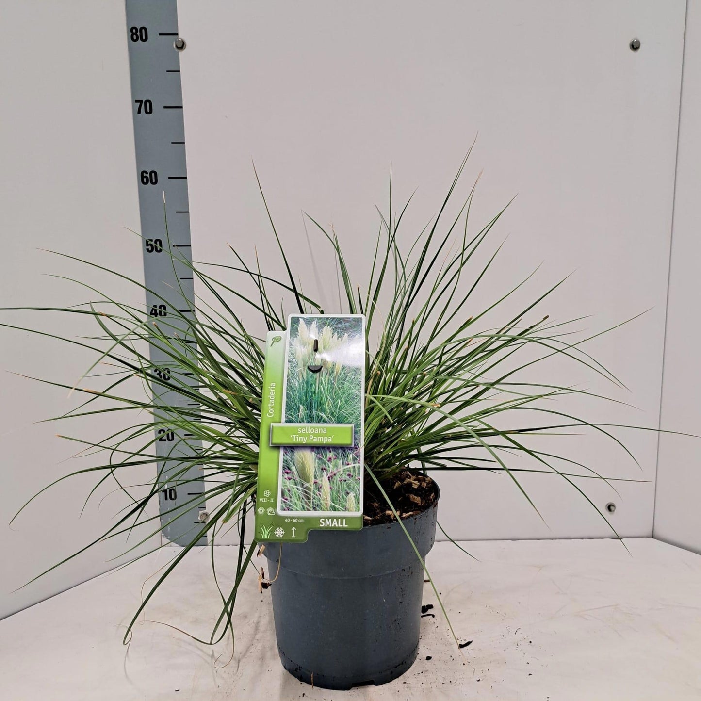 Cortaderia sel. Tiny Pampa 55cm 23cm Pot