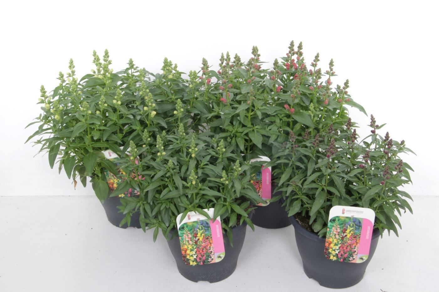 Antirrhinum majus 50cm 23cm Pot