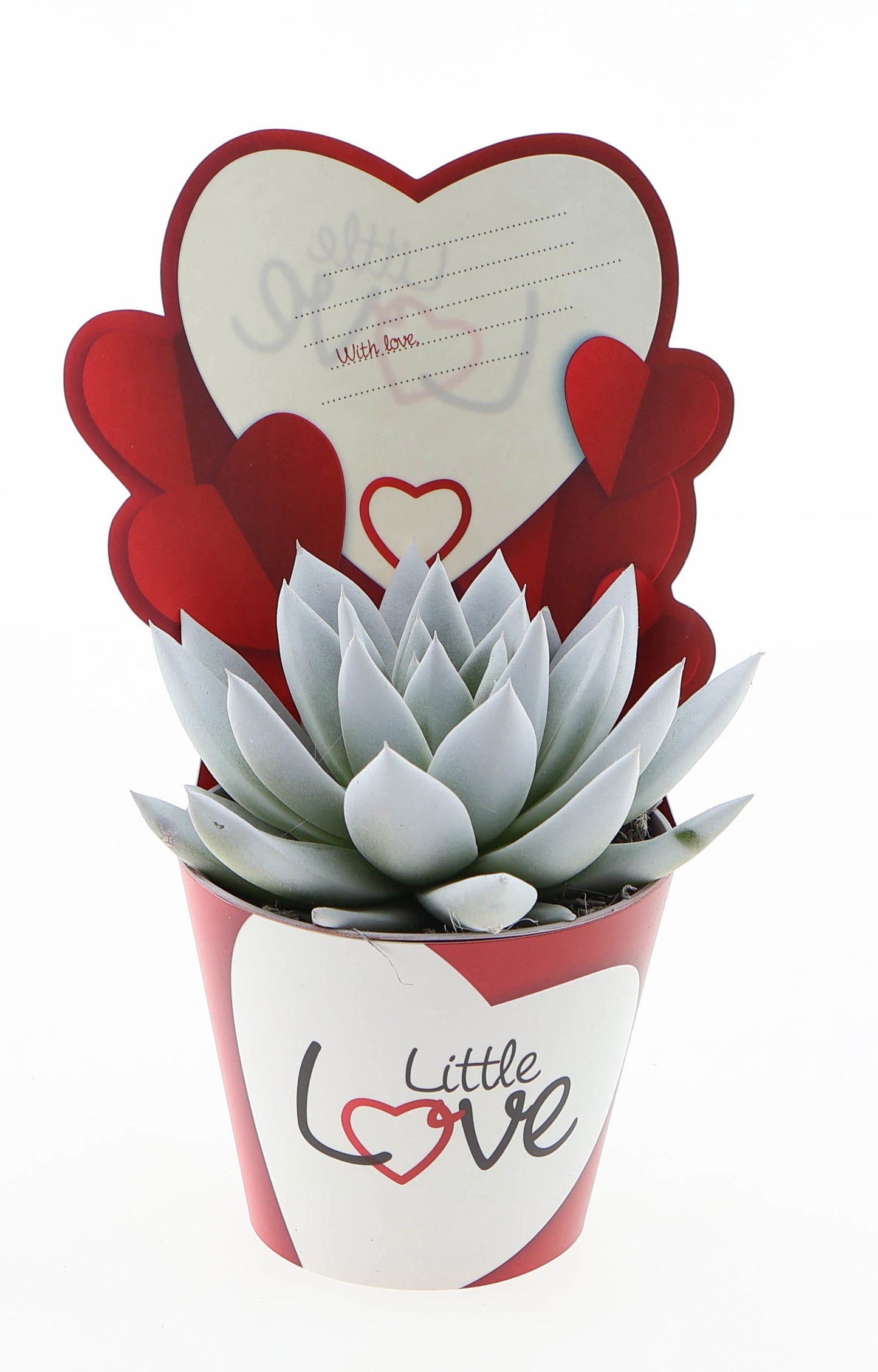 Euro Cactus Holland Bv Potcover little love miranda white Pack of 12