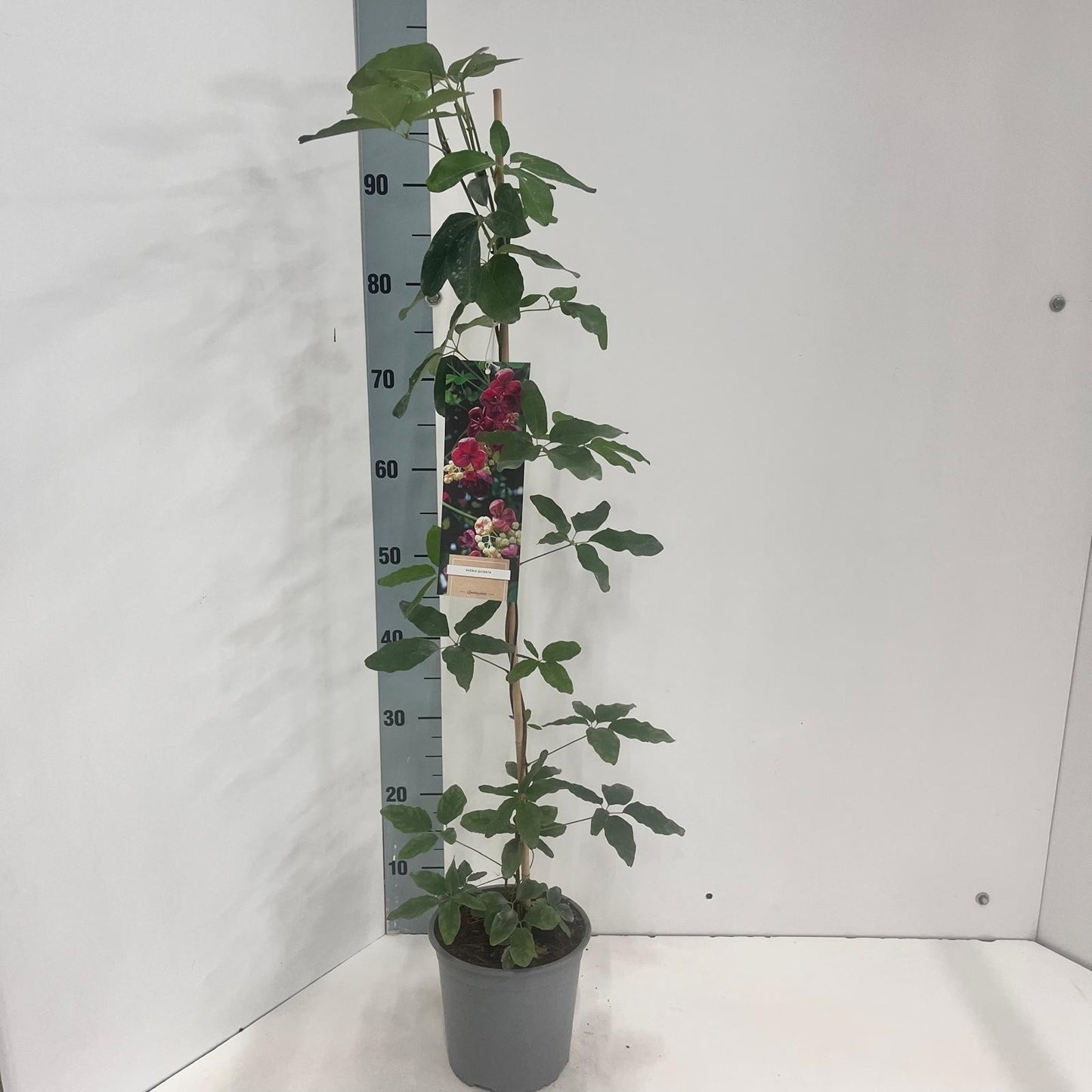 Akebia quinata (chocolate vine) 80cm 17cm Pot
