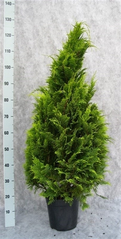 Chamaecyparis Stardust 130cm 24cm Pot