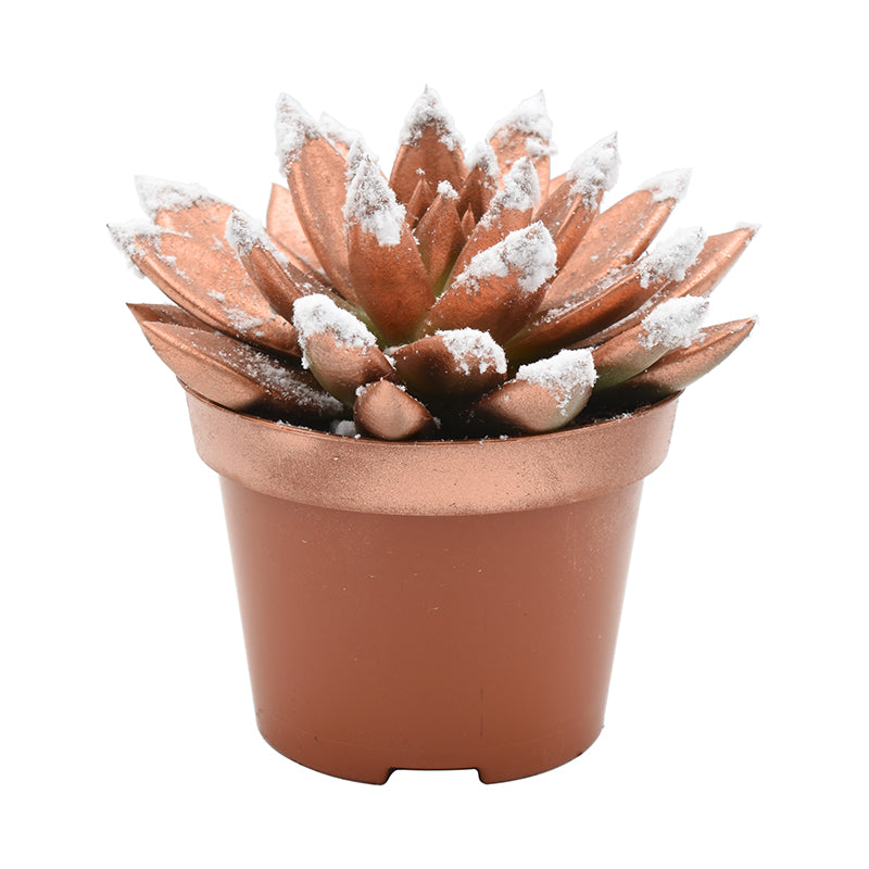 Echeveria Brown Rose 13cm 10.5cm Pot