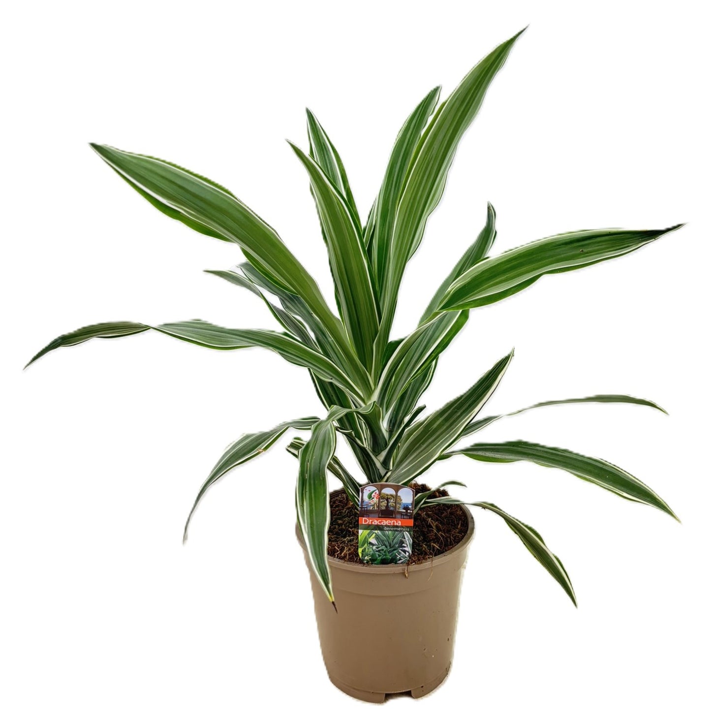 Dracaena fragrans Warneckei 50cm 17cm Pot