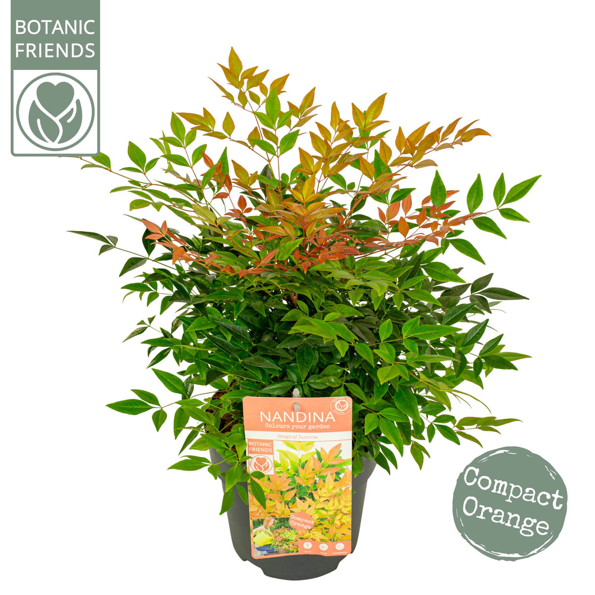Nandina domestica 40cm 19cm Pot