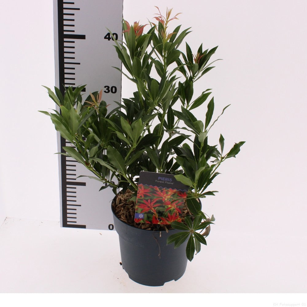 Pieris japonica Forest Flame 25cm 17cm Pot