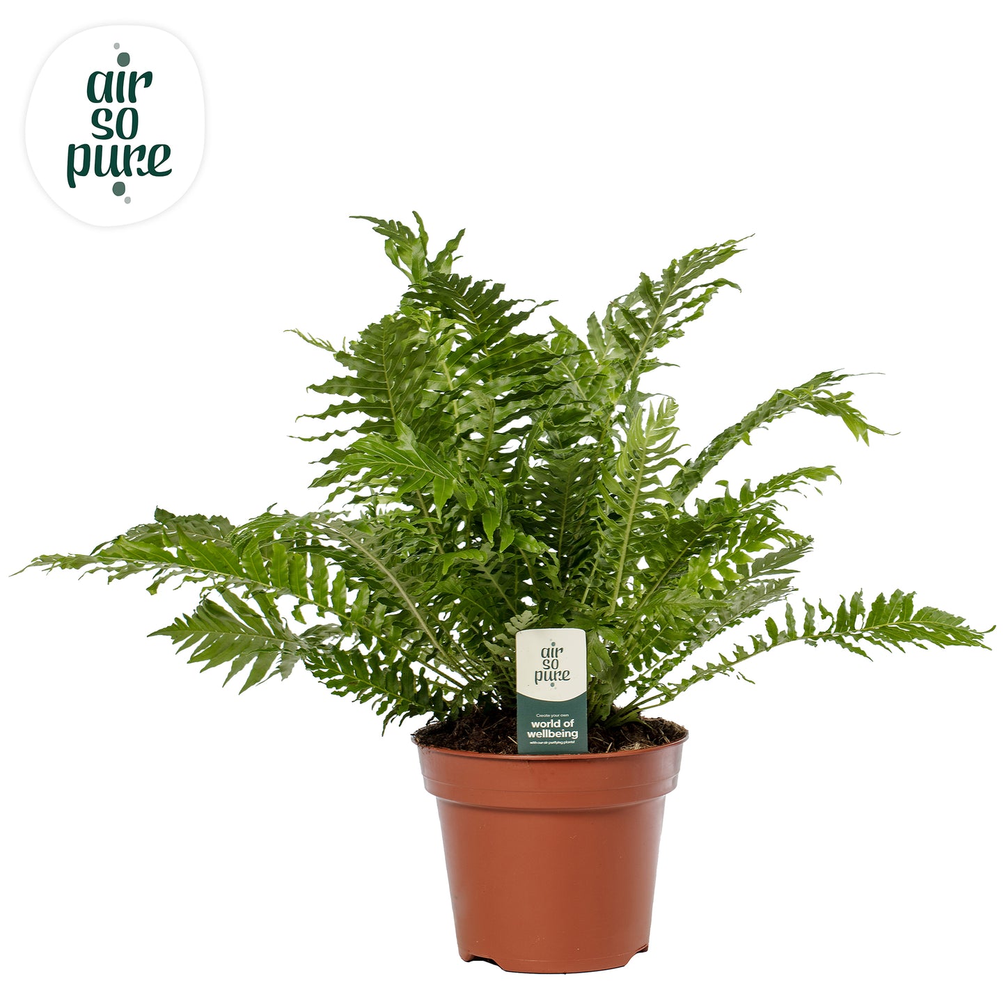 Blechnum Silver Lady 50cm 17cm Pot