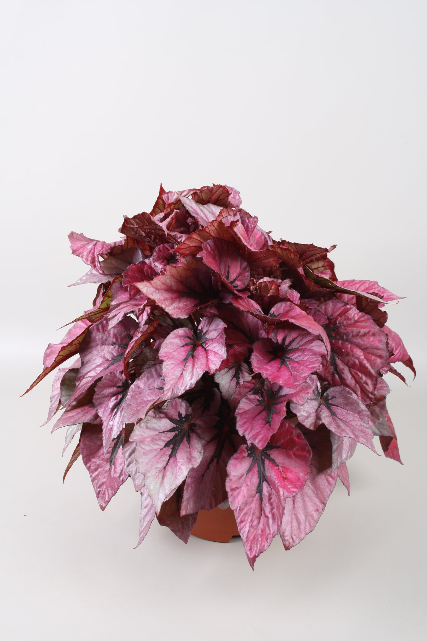 Begonia Beleaf Indian Summer 32cm 17cm Pot