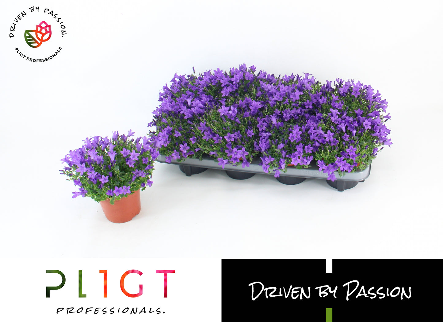 Campanula Dolc'Amore 22cm 12cm Pot