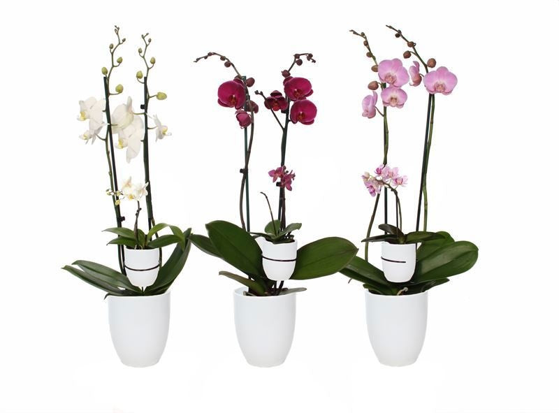 Phalaenopsis mix 60cm 12cm Pot