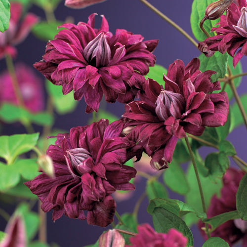 Clematis Plena Elegans 40cm 11cm Pot