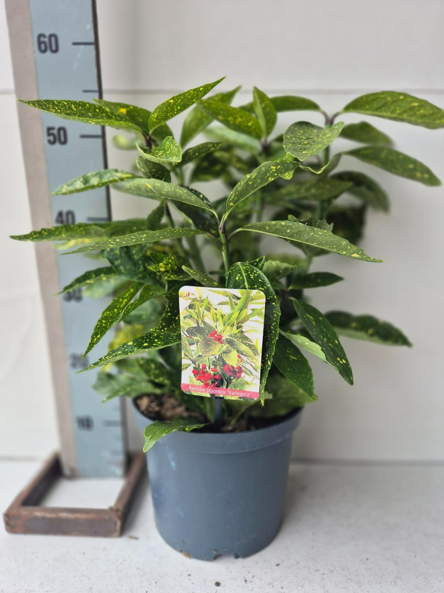 Roessel Tuinpl. VOF, B. v. Aucuba japonica Variegated Pack of 1