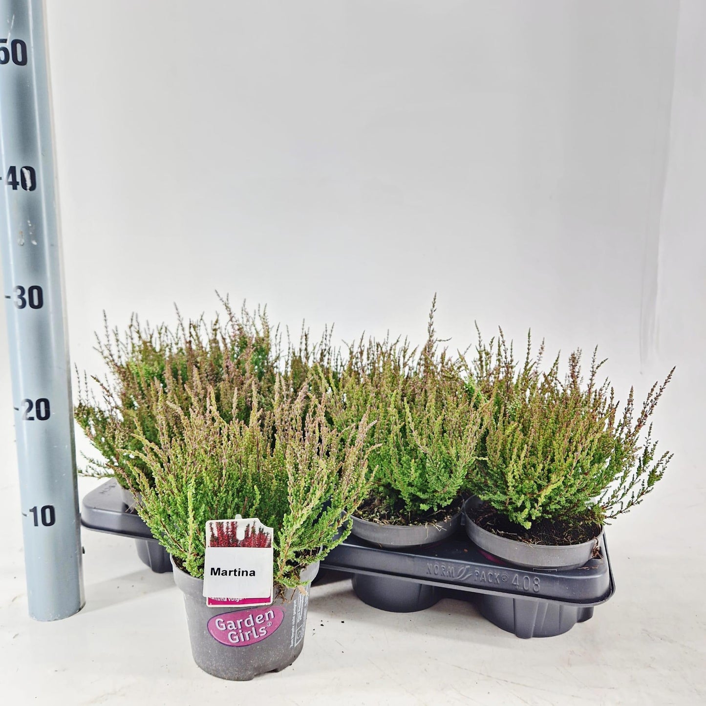Calluna Garden Girls Martina 20cm 13cm Pot