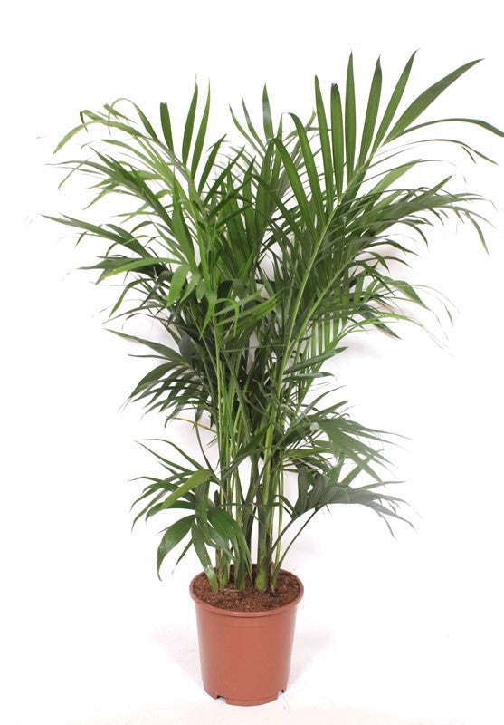 Chamaedorea cat. Stella 160cm 24cm Pot