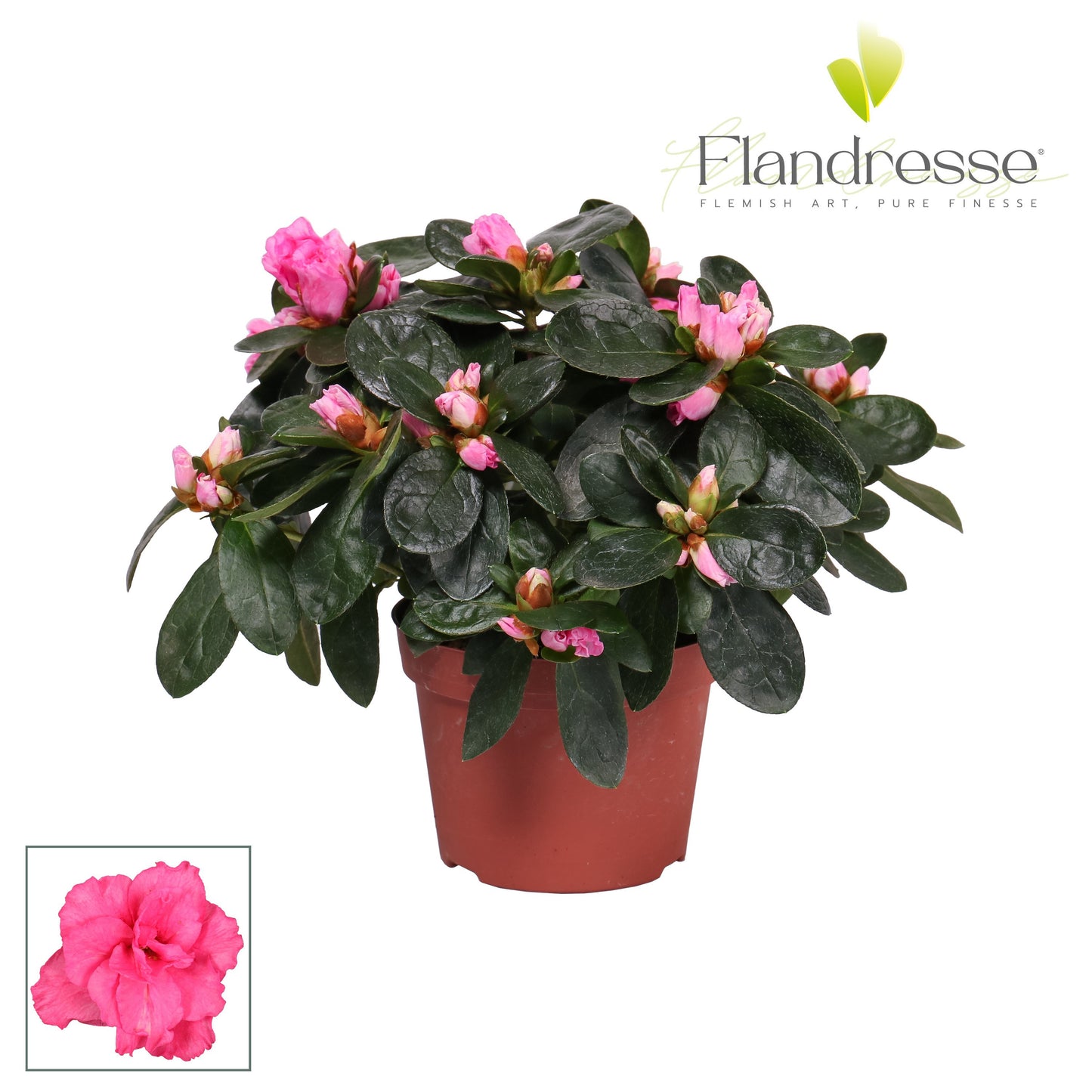 Rhododendron simsii pink 17cm 10.5cm Pot