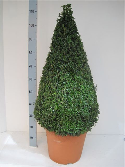 Buxus sempervirens ball 110cm 31cm Pot