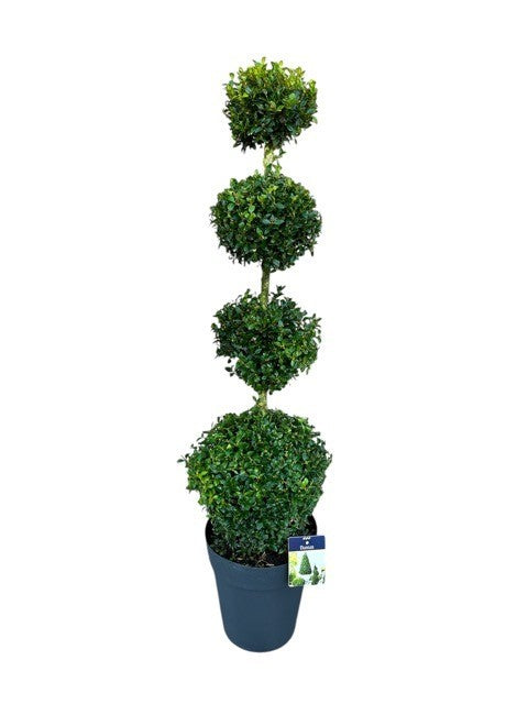 Buxus sempervirens ball 130cm 29cm Pot