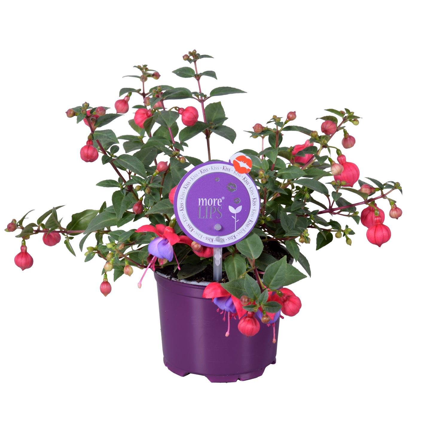 Fuchsia Bella Maria 22cm 12cm Pot